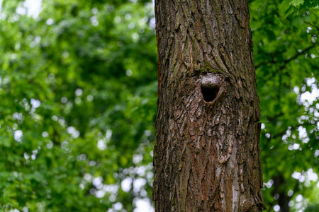 Bird cavity in a tree trunk outdoors in a forest, captured in natural light, highlighting the hollow opening and textured bark in its woodland setting.の写真素材