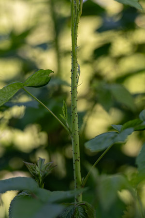 Black thorns of a raspberry plant in close-up on the stem outdoors, captured in natural light, highlighting the sharp texture and contrast with the green foliage.の写真素材