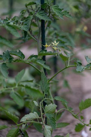 Yellow tomato flowers near a support stake, captured in natural outdoor light, highlighting the delicate star-shaped blooms and early fruiting stage.の写真素材