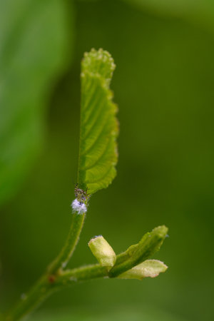 Woolly aphid on an alder leaf, showing white cotton-like wax at the rear, captured in natural outdoor light, highlighting the insect's protective coating and its interaction with tの写真素材
