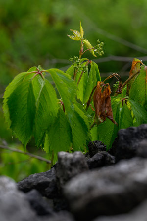 Green buds with water droplets and green leaves of Virginia creeper (Parthenocissus quinquefolia) above stones, captured in natural outdoor light, highlighting the fresh growth andの写真素材