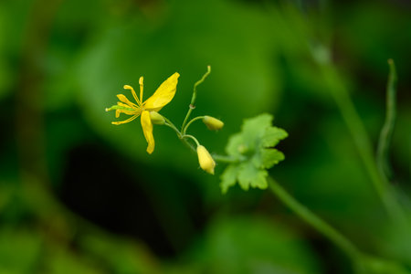 Pistils on a yellow flower of greater celandine (Chelidonium majus) outdoors with a green background, captured in natural light, highlighting the central reproductive structures anの写真素材