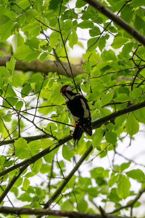 Woodpecker perched on a hornbeam branch high in the tree canopy outdoors.の写真素材