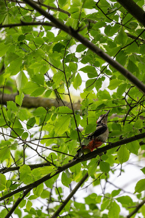 Woodpecker perched on a hornbeam branch high in the tree canopy outdoors.の写真素材