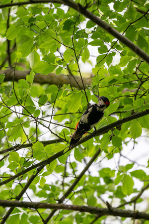 Woodpecker perched on a hornbeam branch high in the tree canopy outdoors.の写真素材