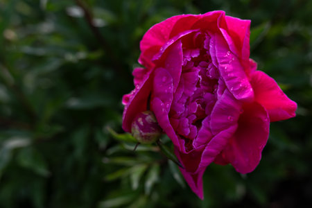Dark burgundy-red peony flower on the plant outdoors.の写真素材
