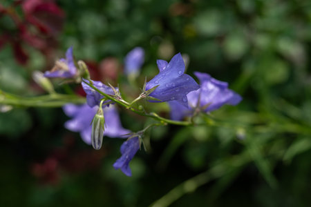 Blue bellflower with raindrops on the plant outdoors - top view.の写真素材