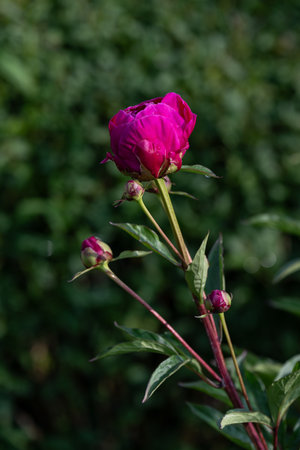 Dark burgundy-red peony flower on the plant outdoors.の写真素材