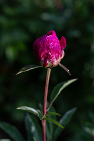 Dark burgundy-red peony flower on the plant outdoors.の写真素材
