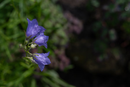 Blue bellflower with raindrops on the plant outdoors - top view.の写真素材