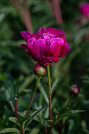 Dark burgundy-red peony flower on the plant outdoors.の写真素材