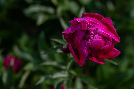 Dark burgundy-red peony flower on the plant outdoors.の写真素材