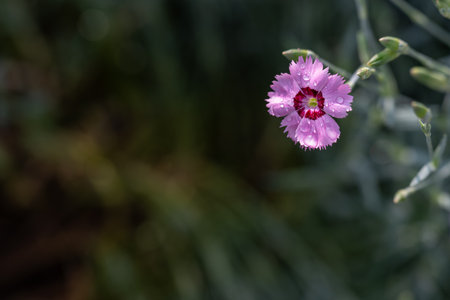Small pink carnation flower outdoors in the garden, close-up.の写真素材