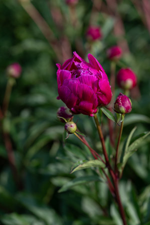 Dark burgundy-red peony flower on the plant outdoors.の写真素材