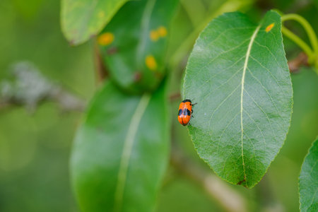 Smooth-shouldered leaf beetle on a pear leaf in close-up.の写真素材