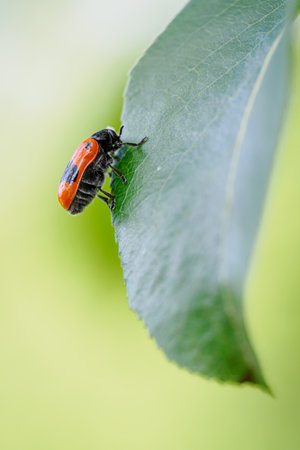Smooth-shouldered leaf beetle on a pear leaf in close-up.の写真素材
