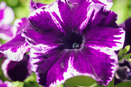 Purple petunia flower in the garden close-up macro photographyの写真素材