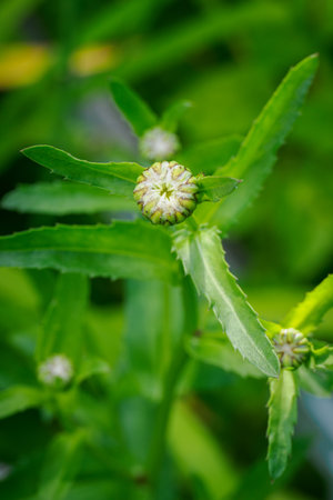 Bud of a daisy flower in close-up on the plant outdoors.