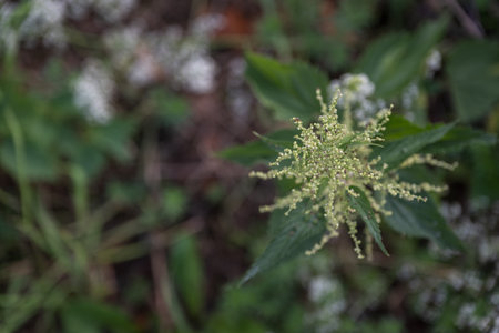 A top view of nettle flowers outdoors.の写真素材