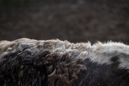 Upper part of a buffalo's back with a close-up of the fur.