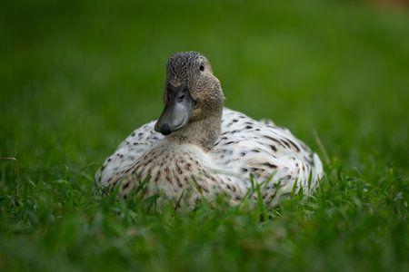 An adult duck with pale feathers resting on a lawn.の写真素材