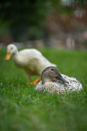 An adult duck with pale feathers resting on a lawn.の写真素材