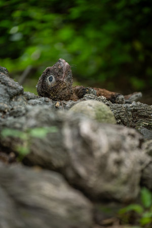 Repenomamus â prehistoric Mesozoic mammal.の写真素材