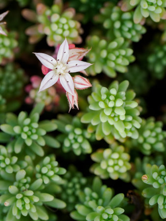 Beautiful stonecrop (Sedum) flower in outdoor close-up.の写真素材