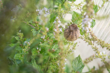 An egg sac of a wasp spider (Argiope bruennichi) hidden among the leaves of a wild mint plant.