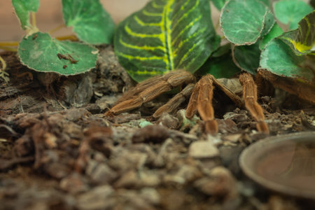 Close-up of the legs of a brown spider in a terrarium under green plastic foliage.の写真素材