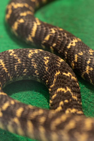 Snake on a green carpet in a terrarium.の写真素材