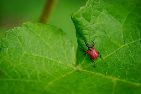 A small red beetle on a green leaf.