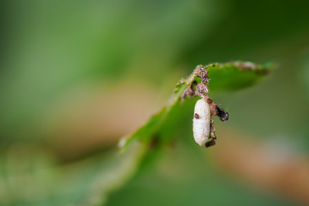 A white chrysalis hanging beneath a green leaf.の写真素材