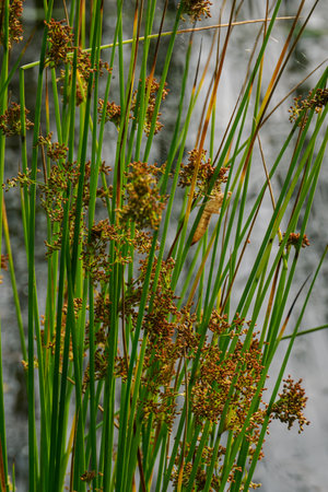 Empty dragonfly larva shell on a plant stem.