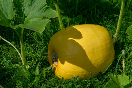 Large yellow pumpkin growing in the lawn.の写真素材