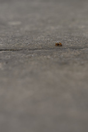 Beetle on a gray tile outdoors.の写真素材