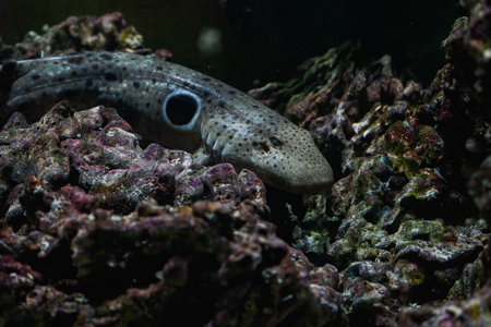 Detail of the head of the epaulette shark among rocks under the water surface.