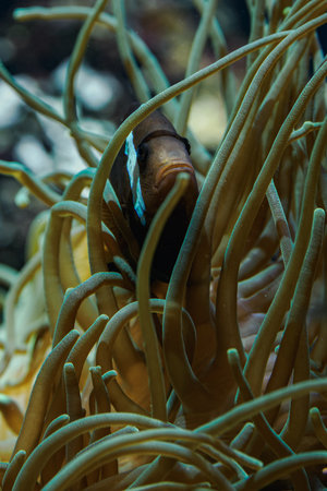Black ocellaris clownfish swimming among the tentacles of a sea anemone under the water surface.