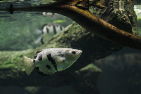 Fiveâ€‘spot archerfish under the water surface.