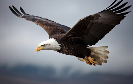 Bald Eagle (Haliaeetus leucocephalus) in flightの素材