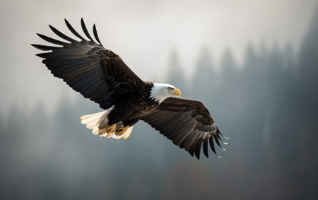 Bald Eagle (Haliaeetus leucocephalus) in flight.の素材