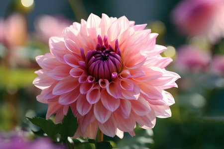 Pink dahlia in autumn flower garden.の素材