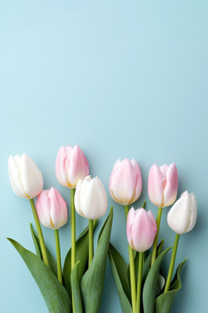 Bouquet of pink and white tulips on a blue background. High quality photoの素材