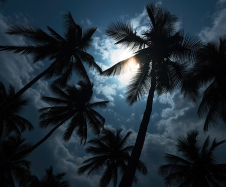 Silhouette of coconut tree on sky background with sun rays. High quality photoの素材
