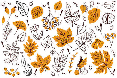 Autumn leaves and berries. Hand drawn autumn forest leaves set.のイラスト素材