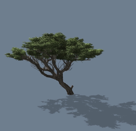 3D rendered illustration of a tree. Isolated on a homogeneous backgroundの写真素材