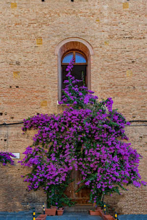 Facade with flowers at the old town of Siena, Tuscany Region in Italyの写真素材