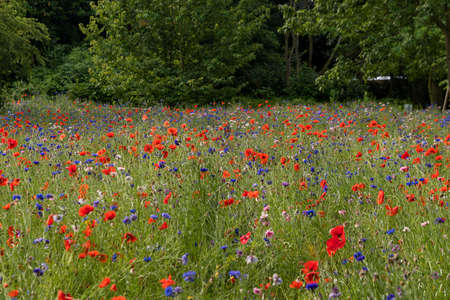 Wild flowers on a fieldの写真素材