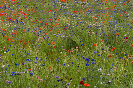 Wild flowers on a fieldの写真素材
