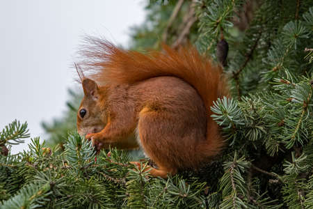 Red squirrel in a treeの写真素材